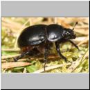 Anoplotrupes stercorosus - Mistkaefer 01a - Sandgrube Niedringhaussee.jpg